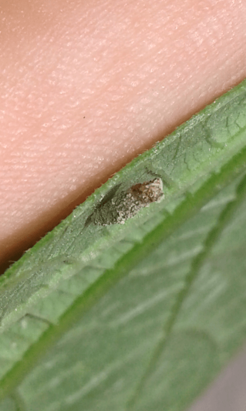 Larva con astuccio da ID 1